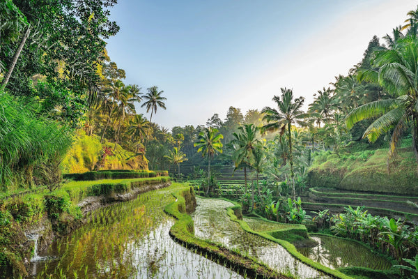 Beste tid å reise til Bali – oversikt over sesonger, klima og priser for norske reisende