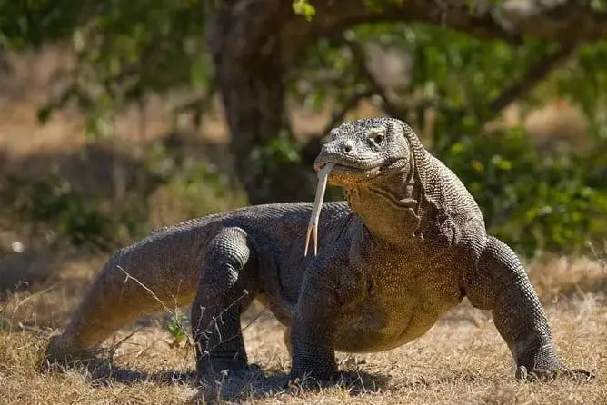 Padar Island in Komodo National Park