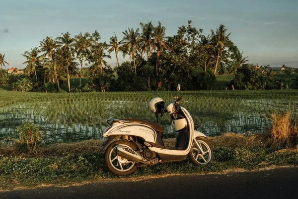 Scooter ved rismarkene