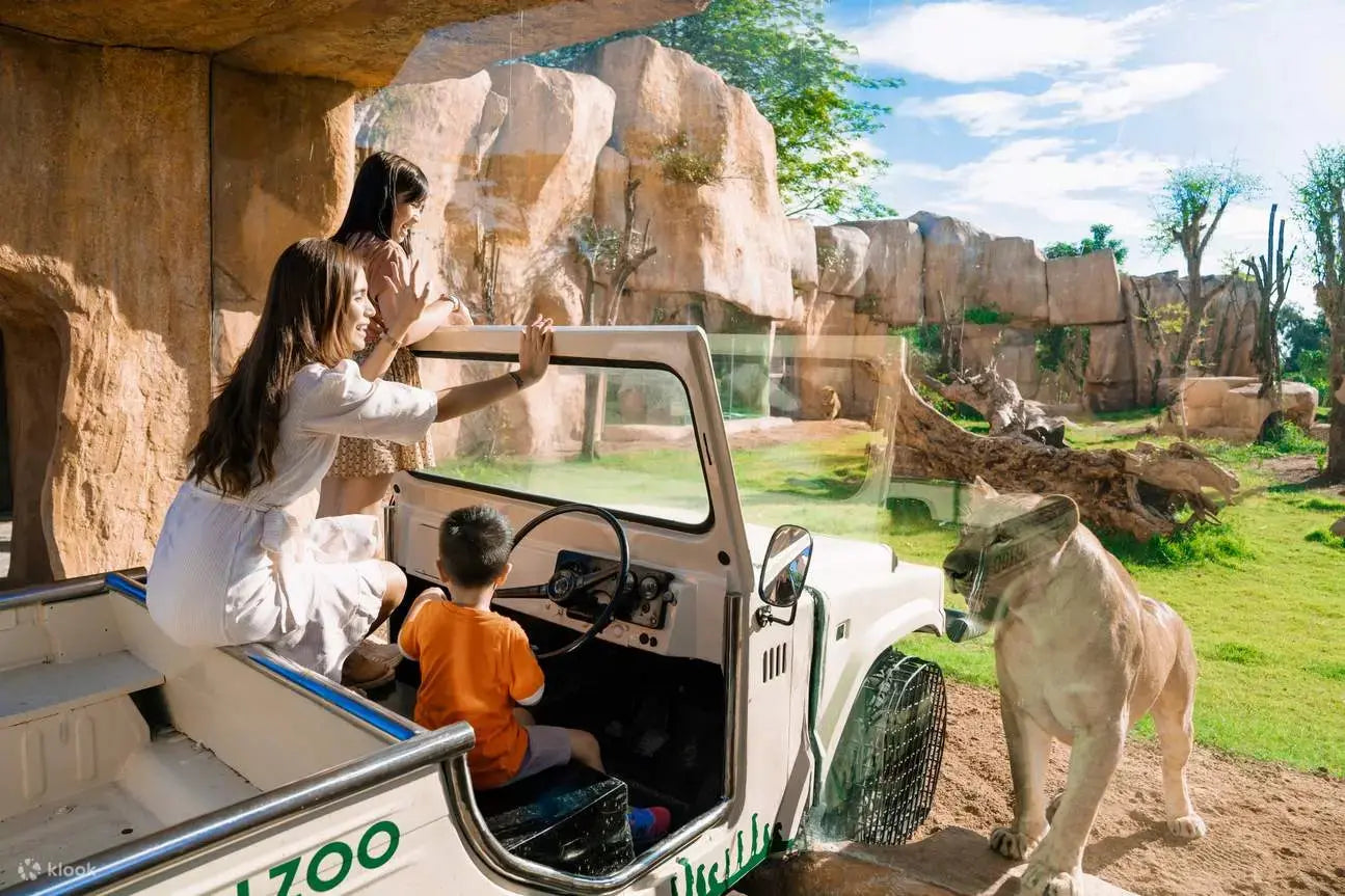Løver kan sees på nært hold i Bali Zoo