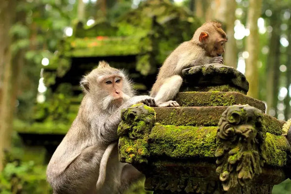 Ubud