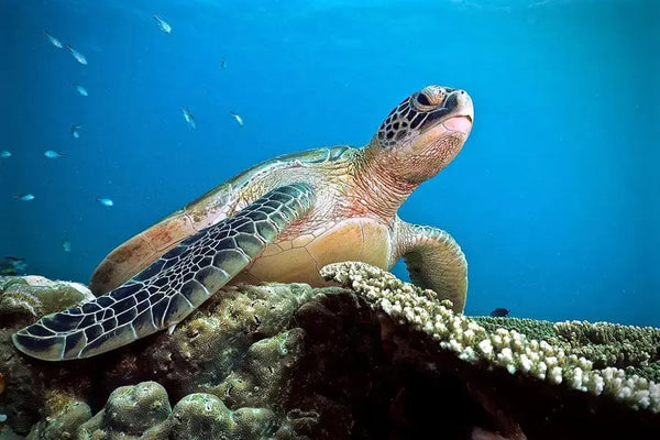 Komodo Island