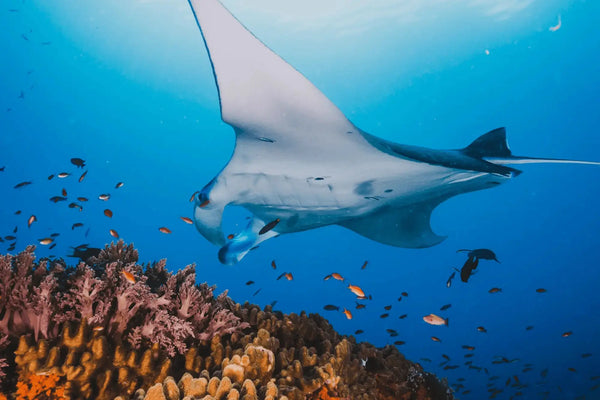 Komodo Island