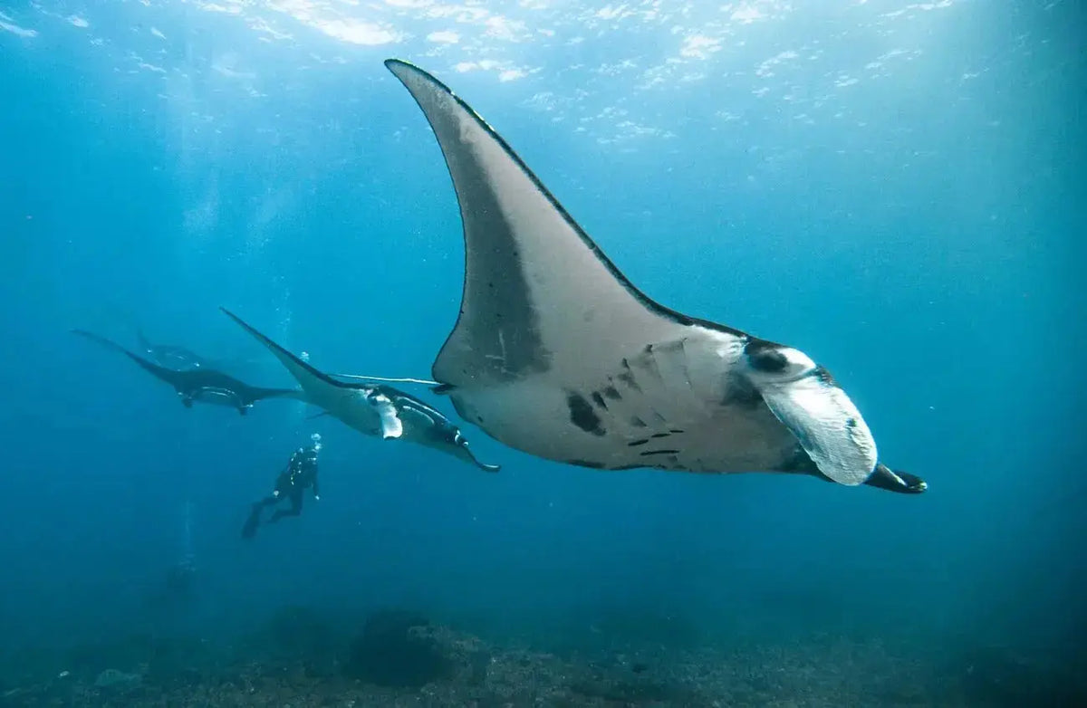Nusa Lembongan