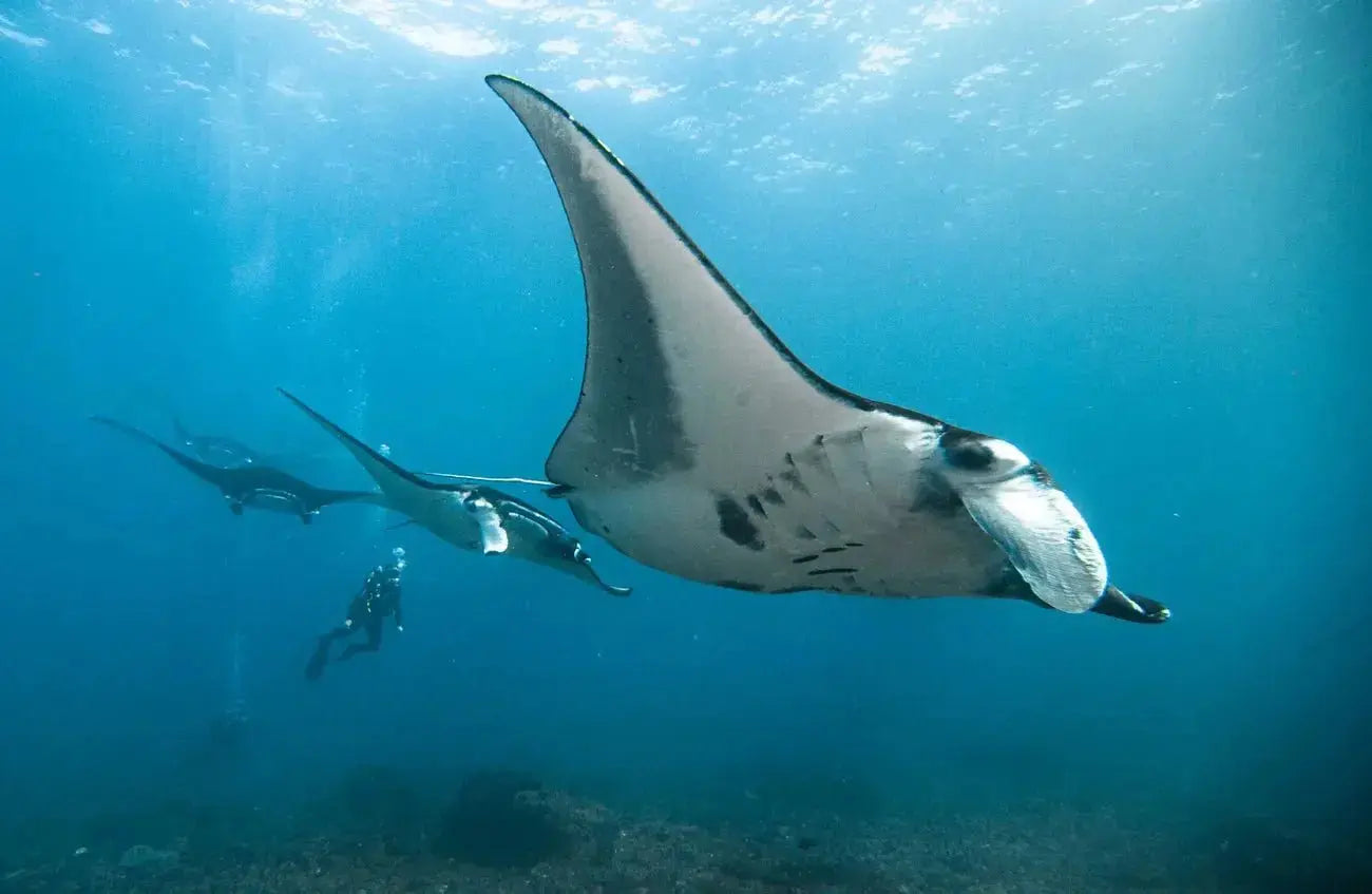 Manta Rays ved Manta Point