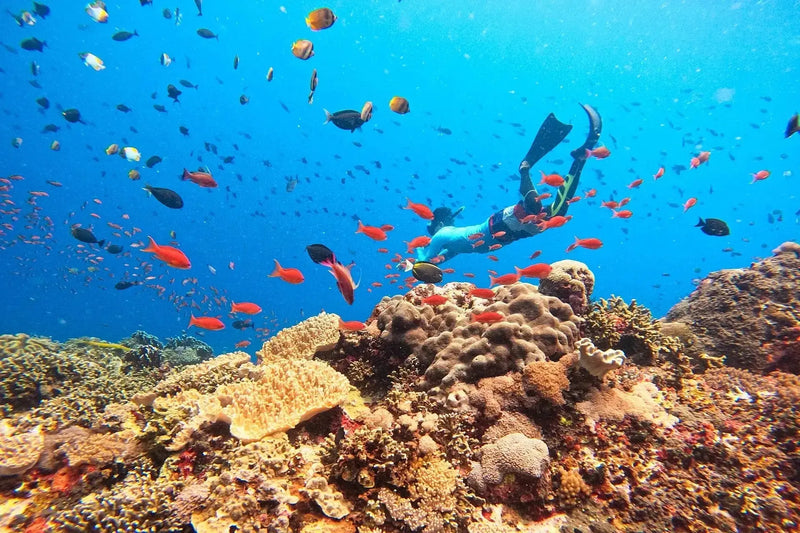Koraller og fisker ved Nusa Lembongan